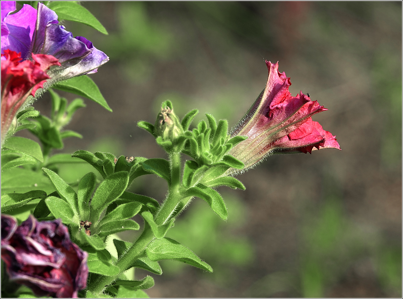 Изображение особи Petunia &times; hybrida.