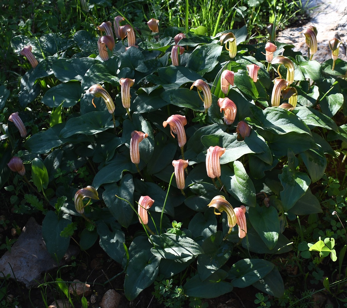 Изображение особи Arisarum vulgare.