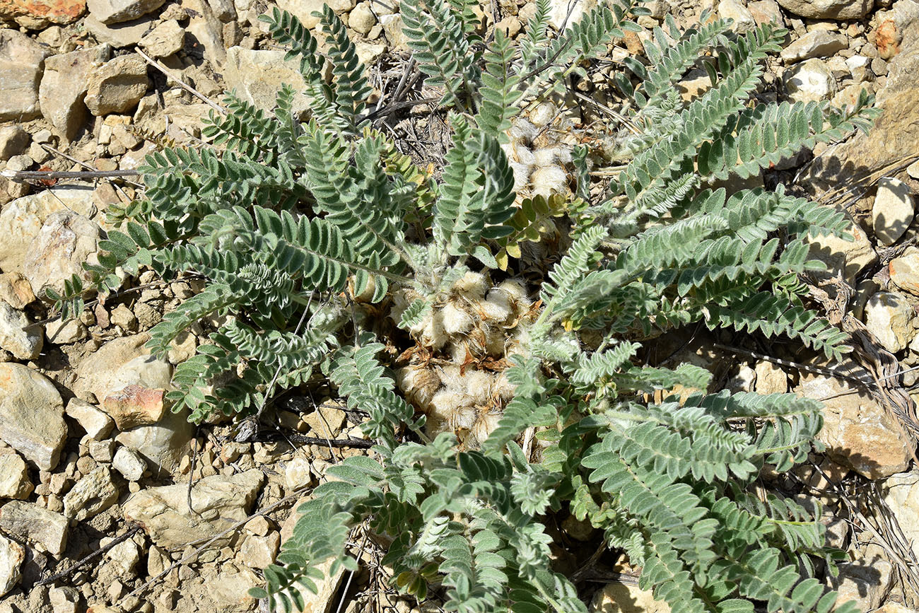 Изображение особи Astragalus testiculatus.