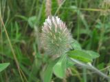 Trifolium diffusum. Верхушка цветущего растения. Краснодарский край, Кавказский р-н, окр. ст-цы Темижбекская, у небольшой дороги. 09.06.2022.