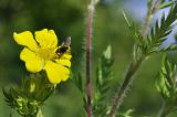 Potentilla chinensis. Цветок с кормящейся мухой и часть побега. Приморский край, Уссурийский гор. округ, окр. с. Монакино, поляна в широколиственном редколесье. 13.07.2022.