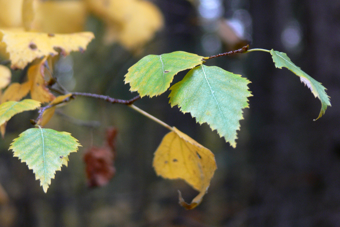 Изображение особи Betula pendula.