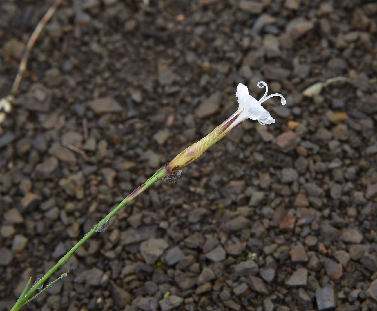 Изображение особи Dianthus cretaceus.