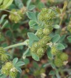 Medicago minima