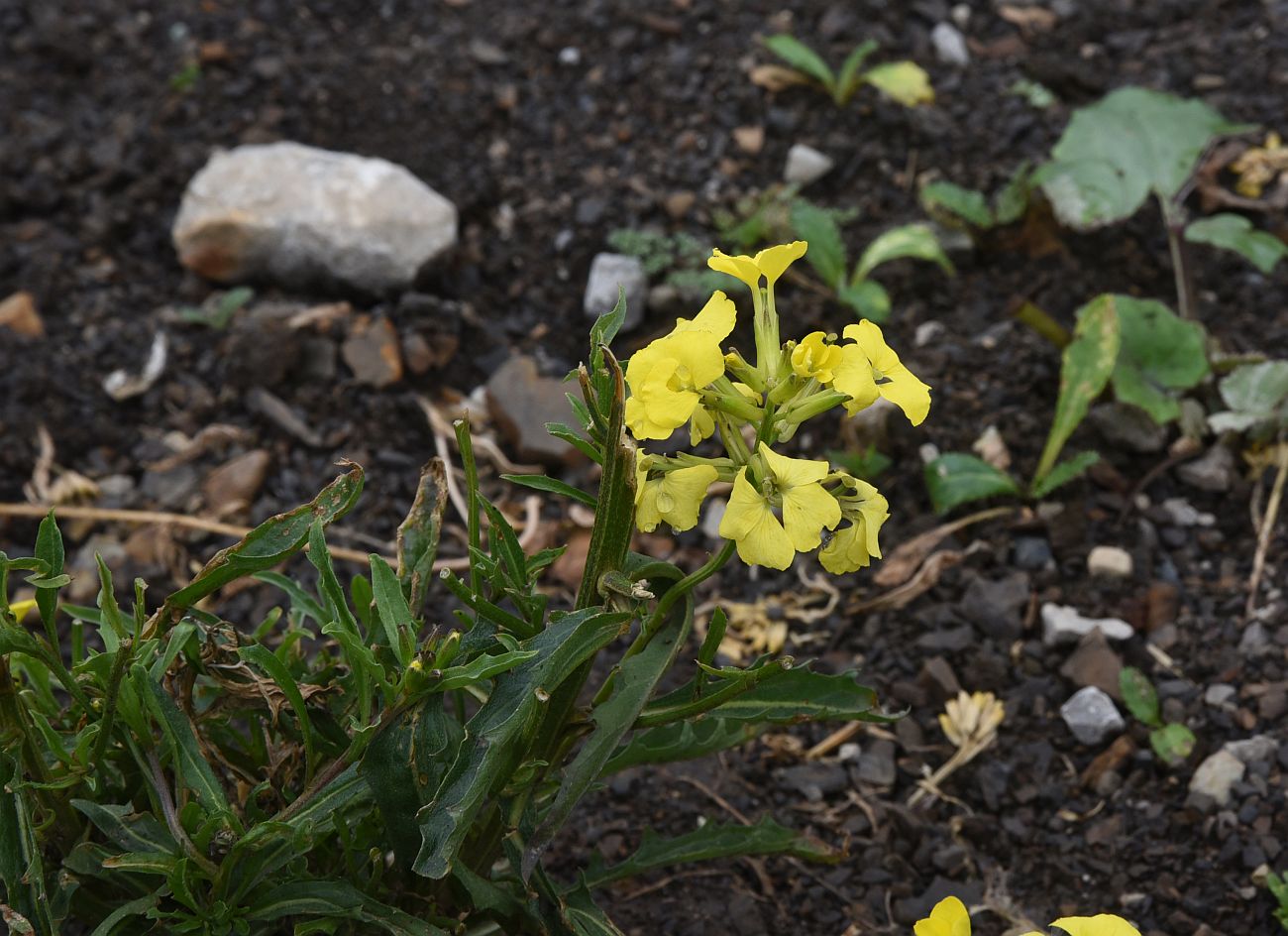 Image of genus Erysimum specimen.