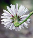 Lactuca tuberosa