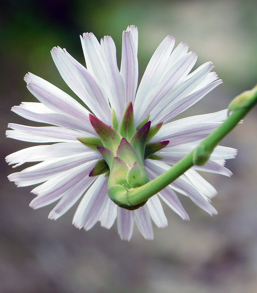 Изображение особи Lactuca tuberosa.