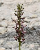 Anacamptis coriophora ssp. fragrans