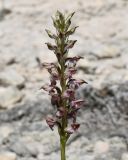 Anacamptis subspecies fragrans