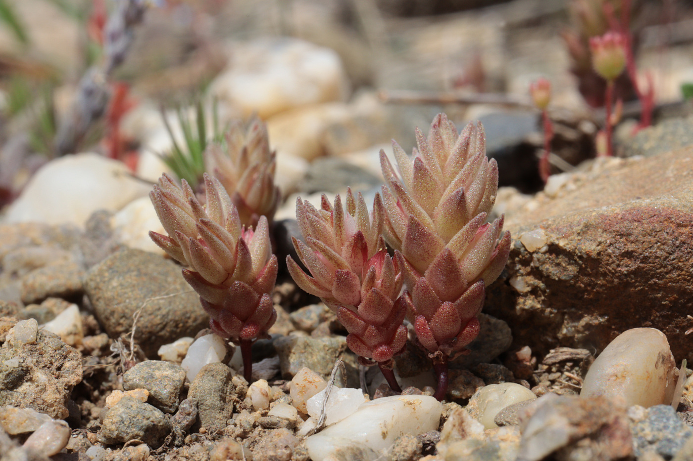 Image of Macrosepalum aetnense specimen.