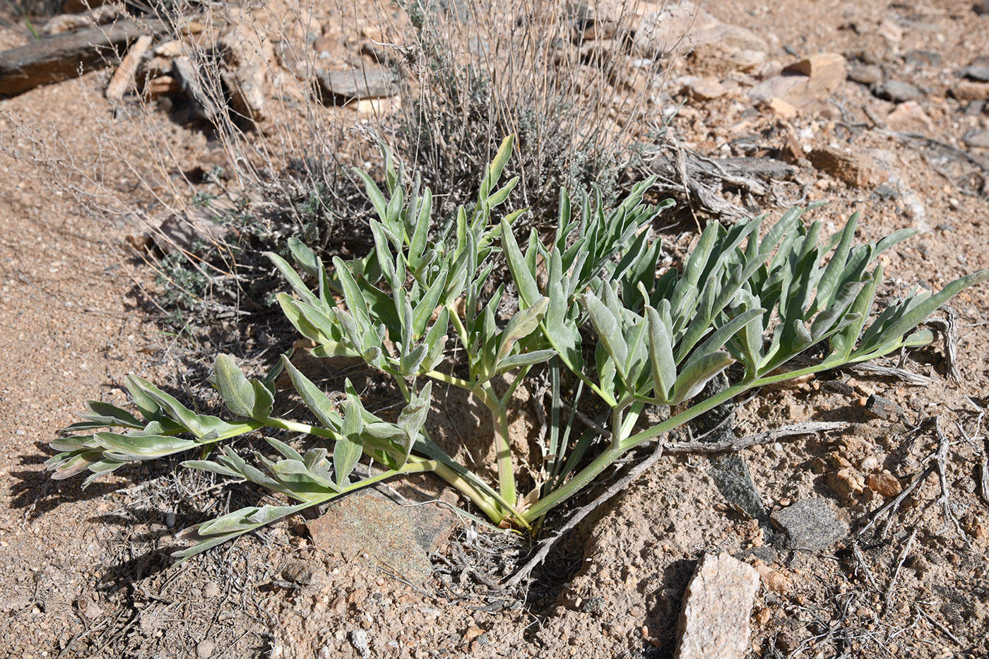 Изображение особи Ferula foetida.