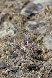 Rhaphidophyton regelii