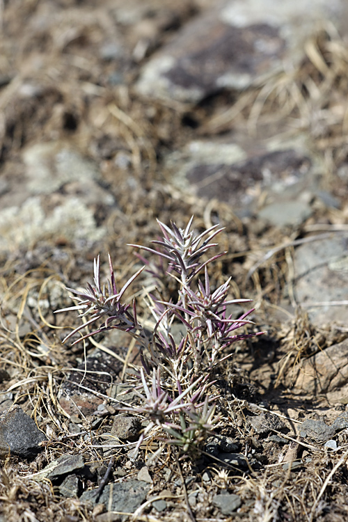 Image of Rhaphidophyton regelii specimen.