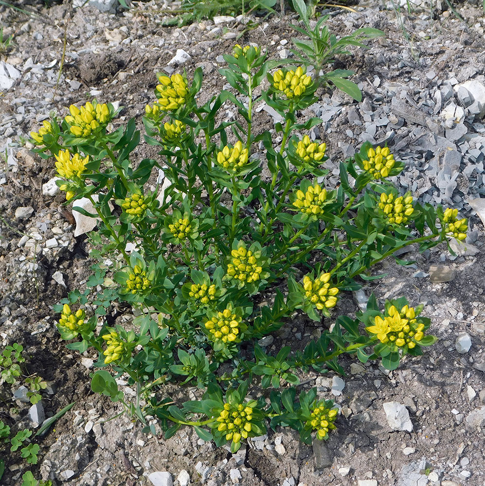 Image of Haplophyllum thesioides specimen.