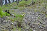Pedicularis mandshurica