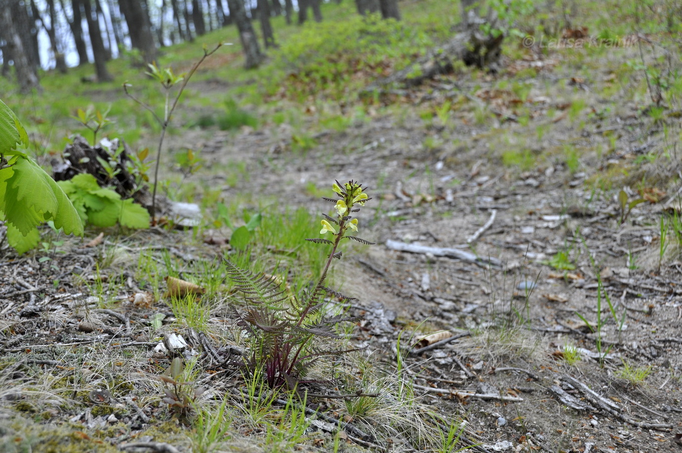 Изображение особи Pedicularis mandshurica.