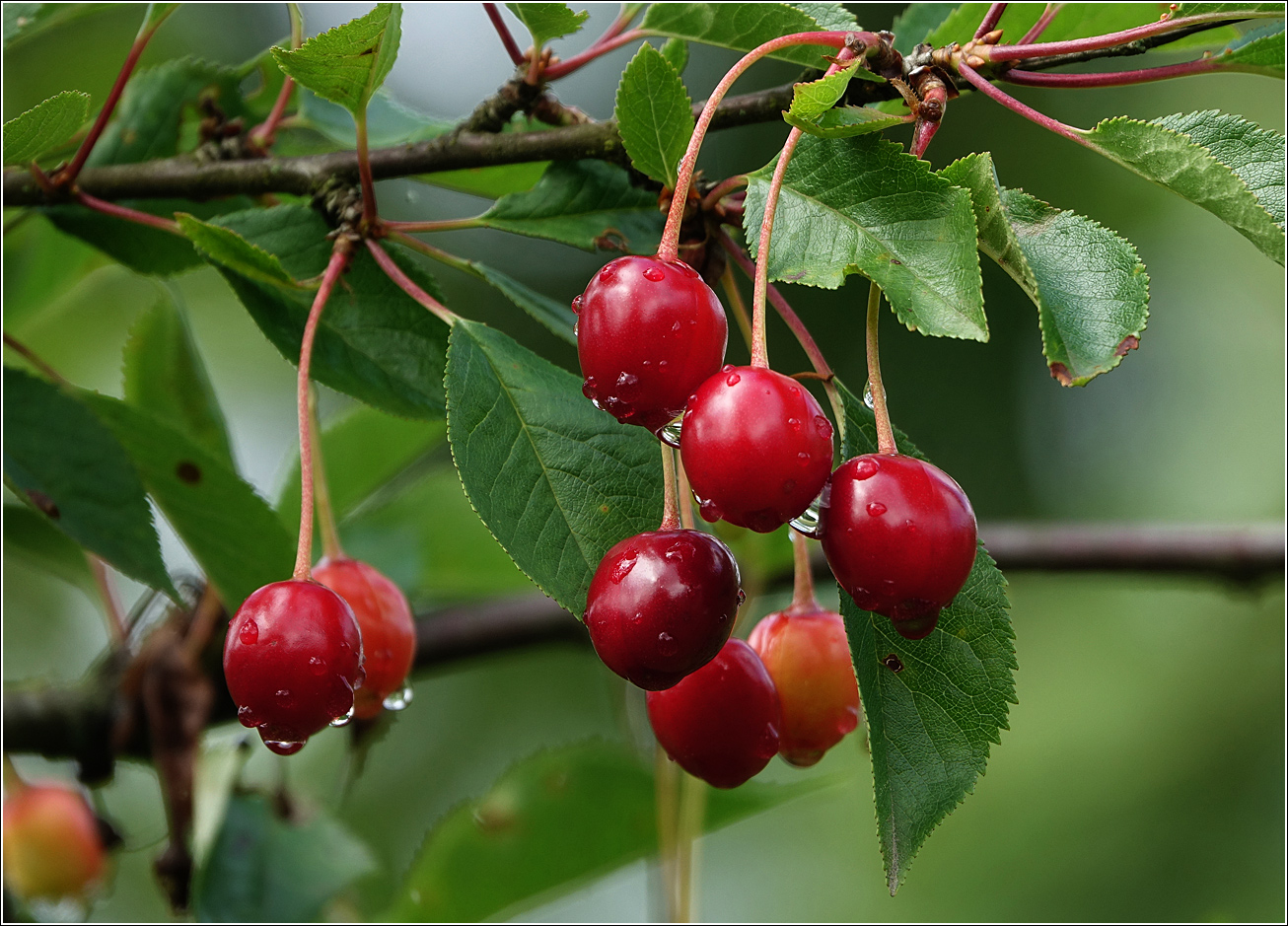 Изображение особи Cerasus vulgaris.