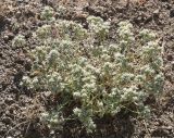 Teucrium capitatum