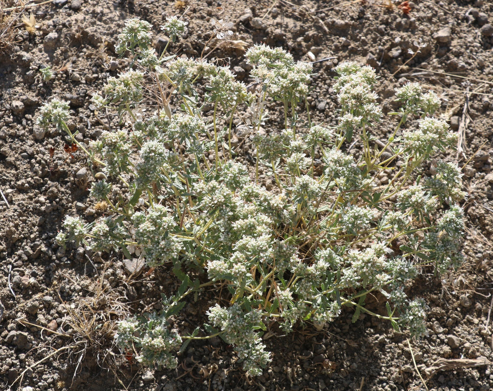 Изображение особи Teucrium capitatum.