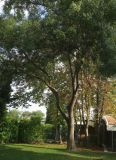 genus Fraxinus. Дерево в центральной части парка. Болгария, г. Бургас, Приморский парк, в культуре. 16.09.2021.