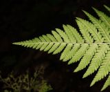 род Dryopteris