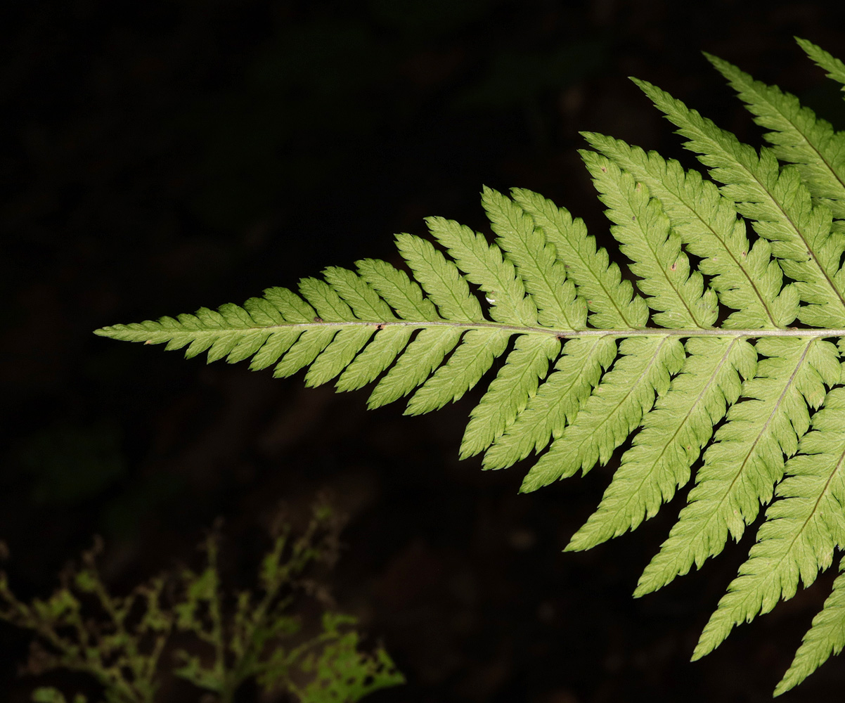 Изображение особи род Dryopteris.