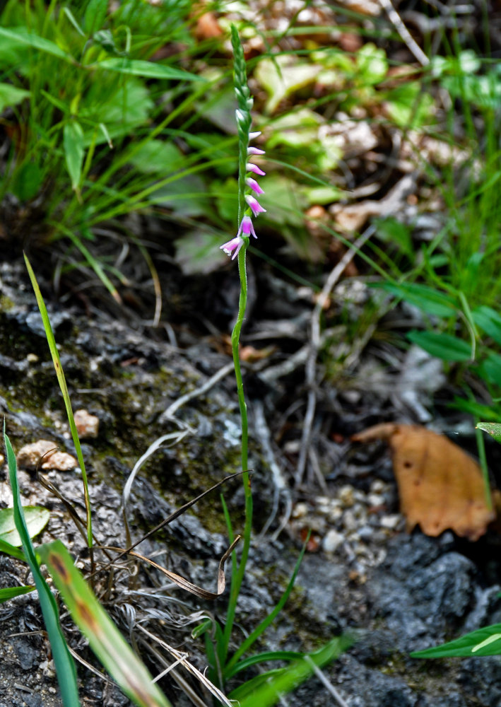 Изображение особи Spiranthes australis.