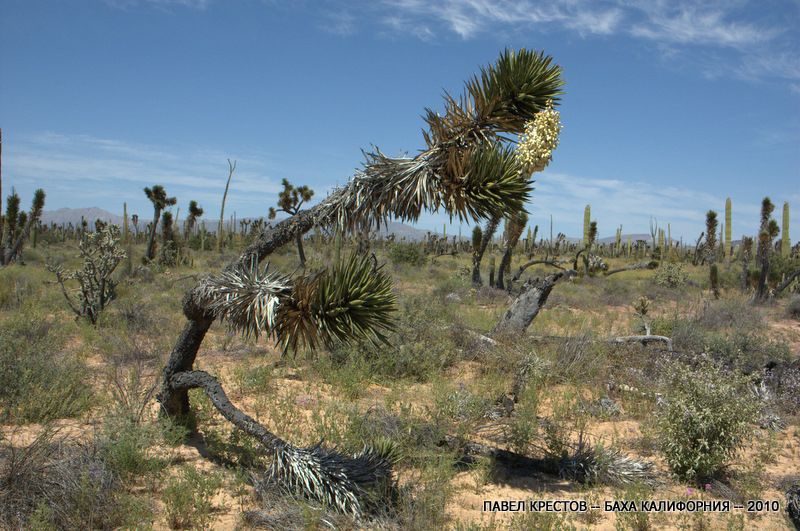 Изображение особи Yucca valida.