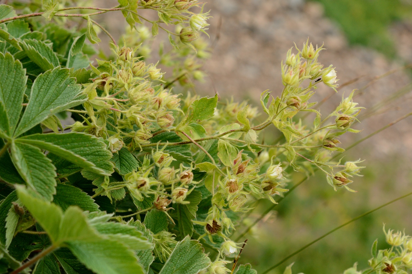 Image of Potentilla brachypetala specimen.