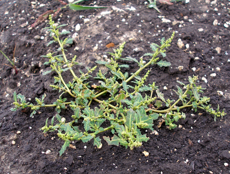 Image of Oxybasis glauca specimen.