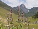 Stachys spectabilis. Верхушка цветущего растения. Карачаево-Черкесия, Урупский р-н, хр. Загедан, долина реки Загедан, ≈ 2200 м н.у.м., субальпийский луг. 10.08.2023.