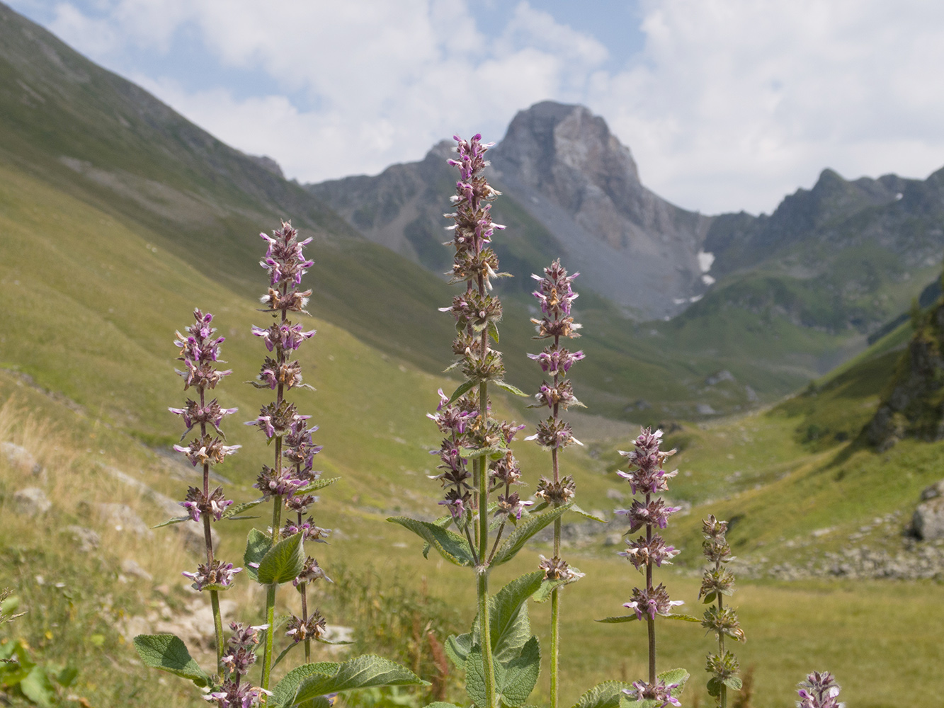 Image of Stachys spectabilis specimen.