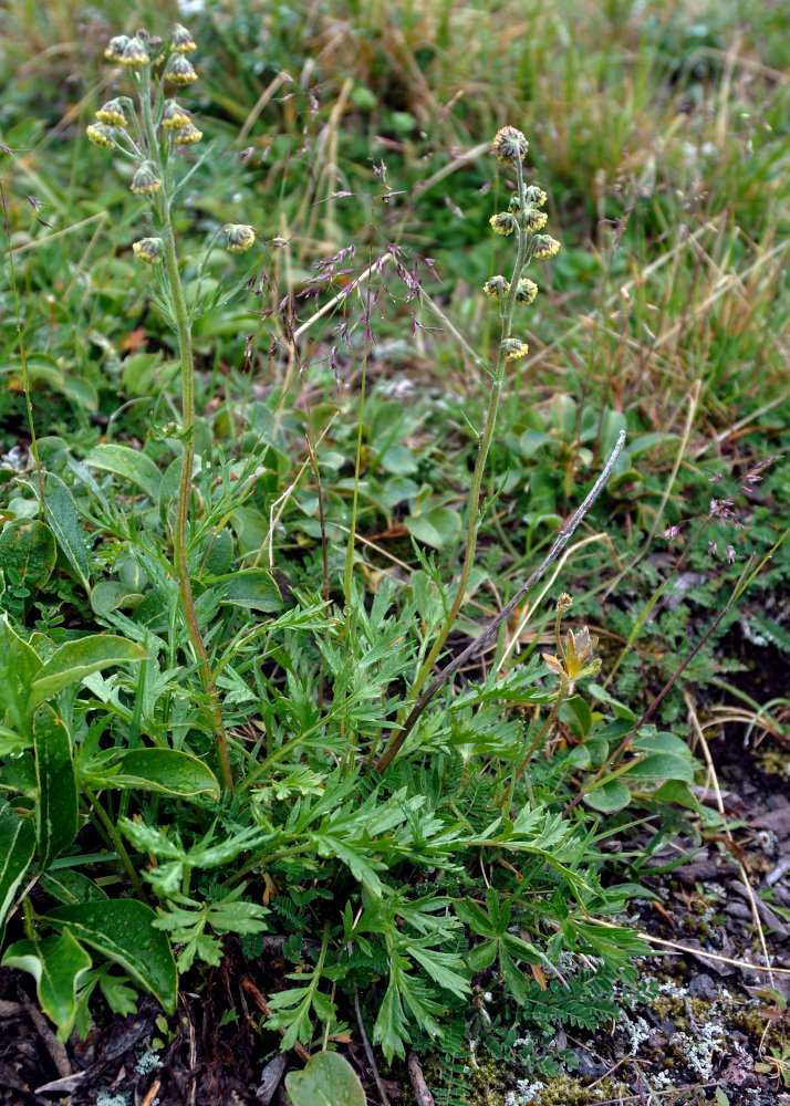 Изображение особи Artemisia arctica.