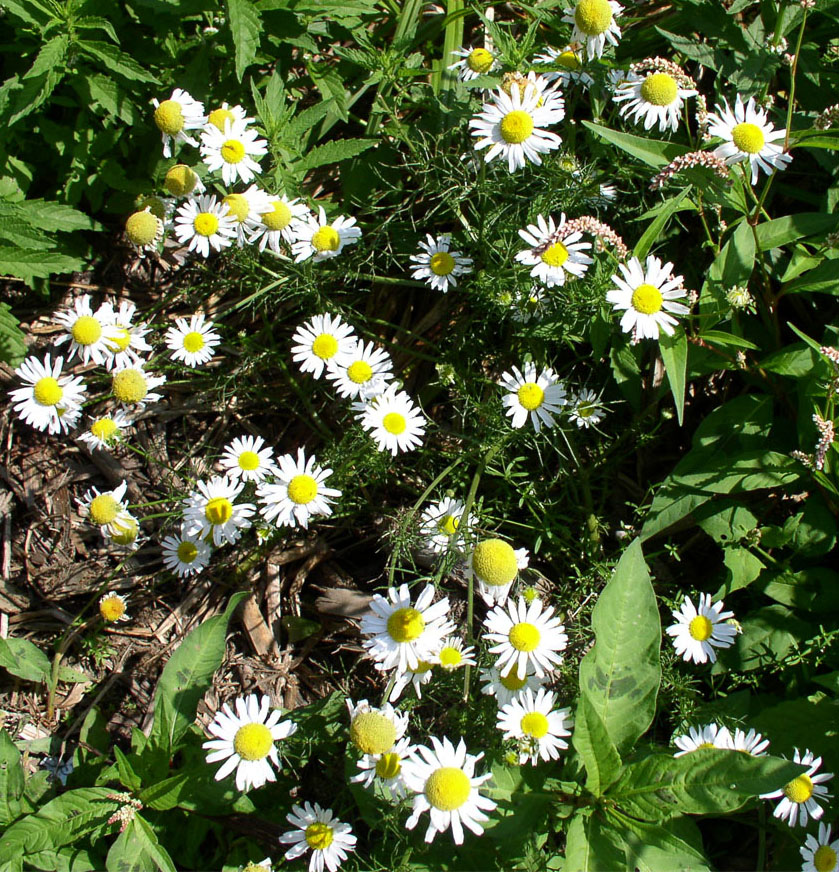 Изображение особи Tripleurospermum inodorum.