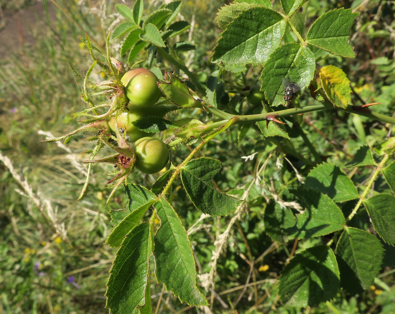 Изображение особи Rosa tomentosa.