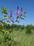 Vicia tenuifolia