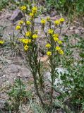 Erysimum hieraciifolium. Цветущие растения. Киргизия, Ошская обл., Памир, Заалайский хр., долина р. Ачик-Таш, ≈ 3600 м н.у.м., пойменная терраса. 07.07.2022.