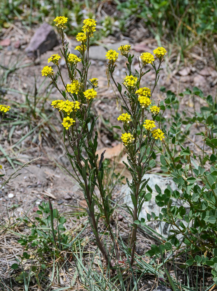 Изображение особи Erysimum hieraciifolium.