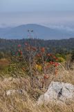 Sorbus aucuparia. Плодоносящее растение. Краснодарский край, Апшеронский р-н, окр. пос. Отдалённый, гора Черногор, выс. ок. 1700 м н.у.м., горная злаковая степь. 04.10.2020.