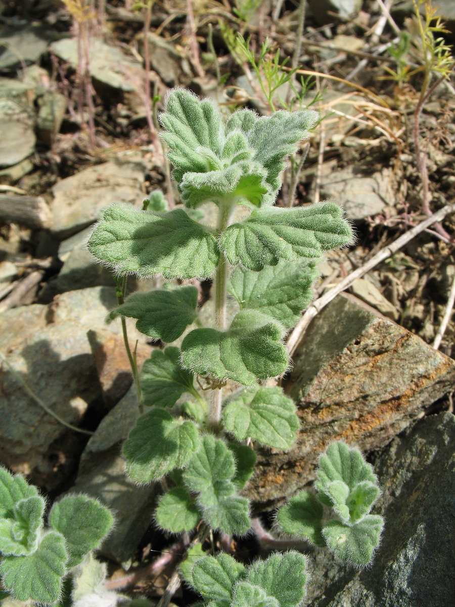 Изображение особи Scutellaria karatavica.