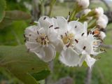 Crataegus pentagyna