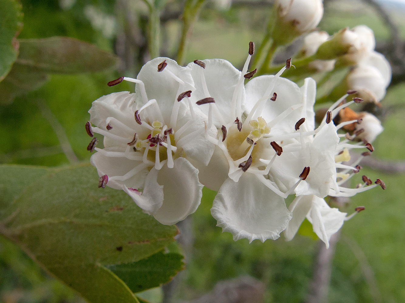 Изображение особи Crataegus pentagyna.