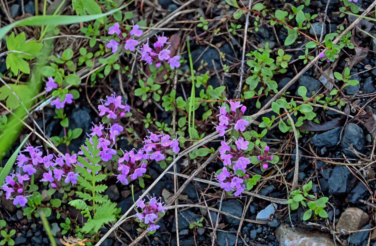 Изображение особи род Thymus.