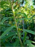 Solidago gigantea. Часть побега. Чувашия, окр. г. Шумерля, пойма р. Паланка, садовое товарищество. 26 августа 2009 г.