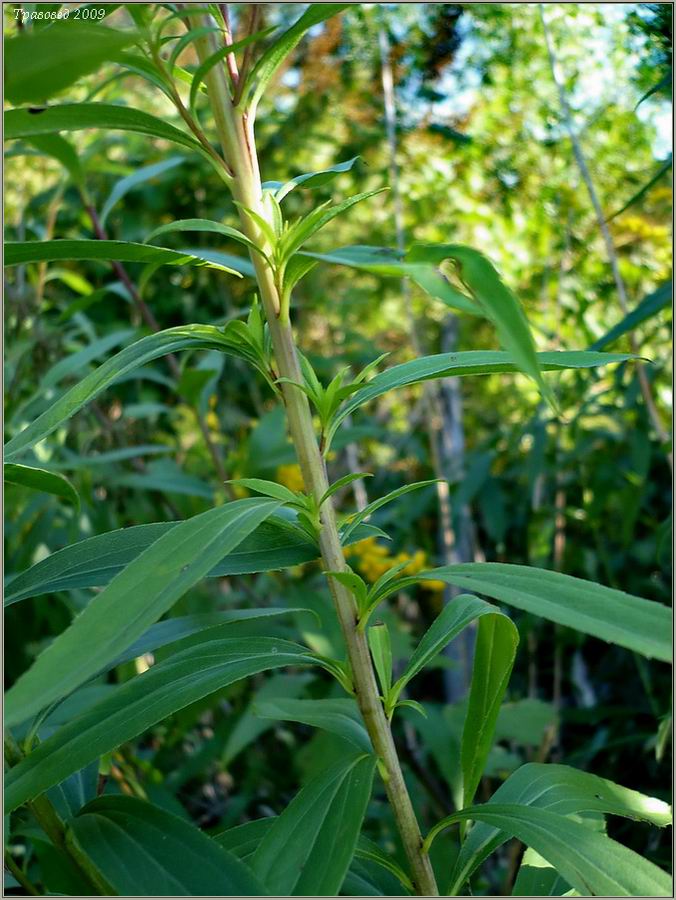 Image of Solidago gigantea specimen.