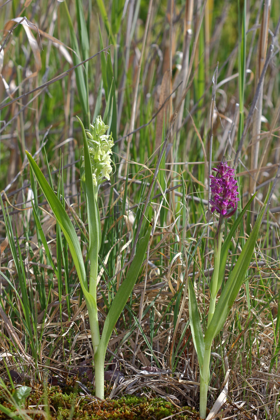 Image of Dactylorhiza ochroleuca specimen.