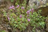 Thymus nummularius. Цветущие побеги. Карачаево-Черкесия, Карачаевский р-н, Большой Кавказ, левый берег р. Тырменлыкол, ≈ 2450 м н.у.м., каменистый склон. 04.08.2023.