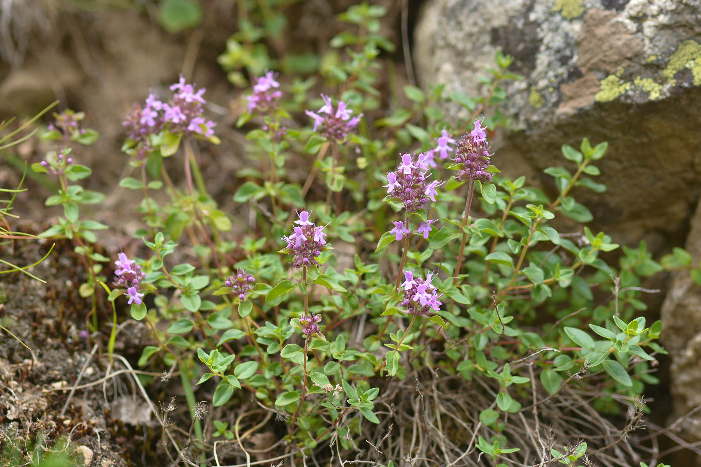 Изображение особи Thymus nummularius.