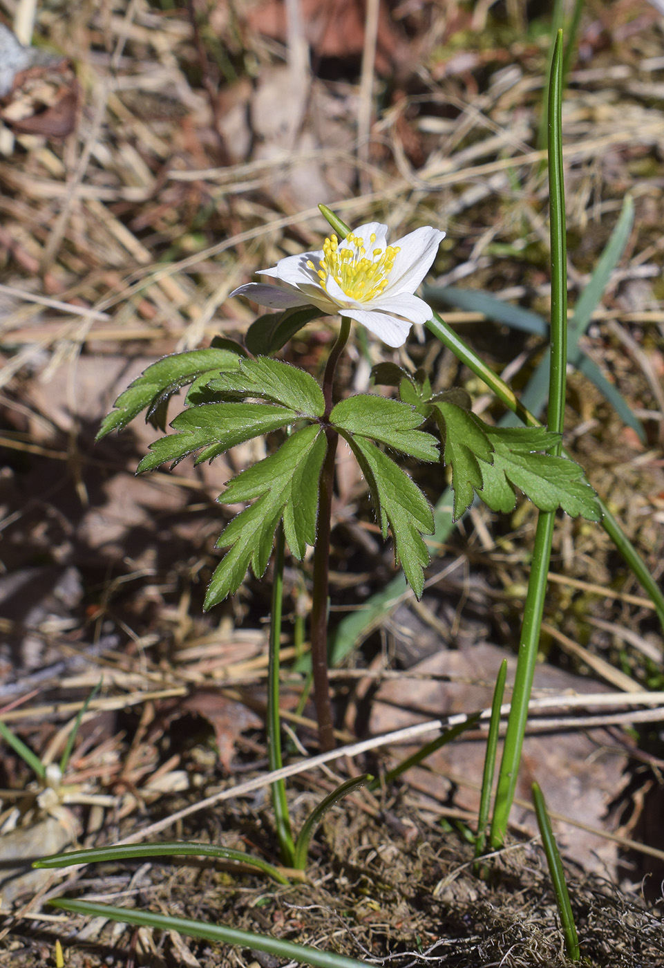 Image of Anemone nemorosa specimen.