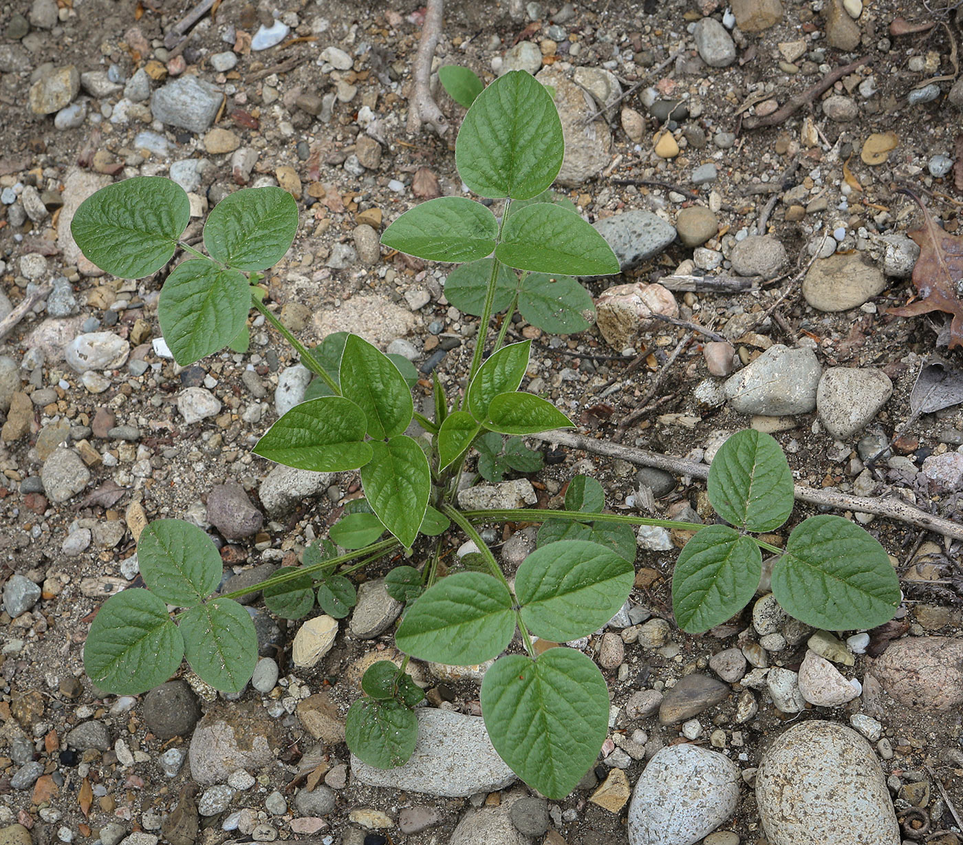 Изображение особи Psoralea bituminosa ssp. pontica.